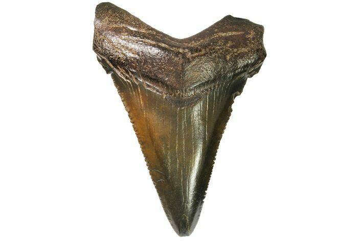 Juvenile Megalodon Tooth - Georgia #115640
